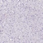 LRRC34 Antibody in Immunohistochemistry (Paraffin) (IHC (P))
