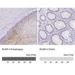 Kallikrein 8 Polyclonal Antibody