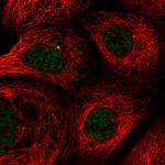 THAP6 Polyclonal Antibody