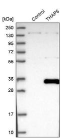 THAP6 Antibody in Western Blot (WB)