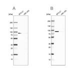 DPP3 Antibody in Western Blot (WB)