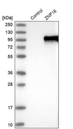 ZNF16 Antibody in Western Blot (WB)