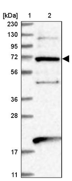 EEFSEC Antibody in Western Blot (WB)