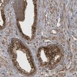 STAMBP Antibody in Immunohistochemistry (Paraffin) (IHC (P))