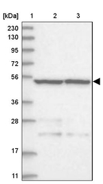STAMBP Antibody in Western Blot (WB)