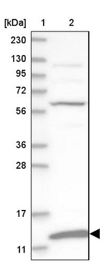 MRPS36 Antibody in Western Blot (WB)