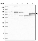 ABLIM2 Antibody in Western Blot (WB)