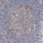 CLEC16A Antibody in Immunohistochemistry (IHC)