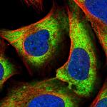 NFU1 Polyclonal Antibody