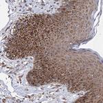 NFU1 Antibody in Immunohistochemistry (Paraffin) (IHC (P))