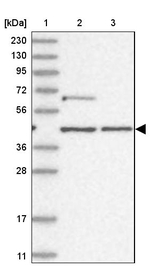 GTF3C2 Antibody in Western Blot (WB)