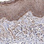 C4orf14 Antibody in Immunohistochemistry (Paraffin) (IHC (P))