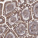 C4orf14 Antibody in Immunohistochemistry (Paraffin) (IHC (P))
