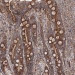 C4orf14 Antibody in Immunohistochemistry (IHC)