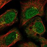 GCC2 Antibody in Immunocytochemistry (ICC/IF)