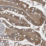 GCC2 Antibody in Immunohistochemistry (Paraffin) (IHC (P))