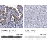 SLC4A7 Polyclonal Antibody