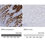 RBP2 Antibody