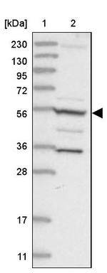 F1142 Antibody in Western Blot (WB)