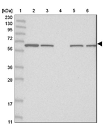 F1142 Antibody in Western Blot (WB)