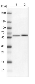 F1142 Antibody in Western Blot (WB)