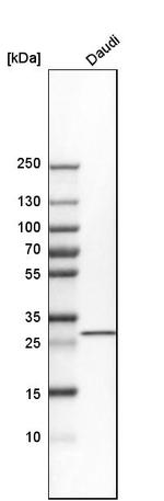 THG1L Antibody in Western Blot (WB)