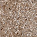 THG1L Antibody in Immunohistochemistry (Paraffin) (IHC (P))