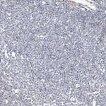 THG1L Antibody in Immunohistochemistry (Paraffin) (IHC (P))