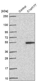 C1orf177 Antibody in Western Blot (WB)