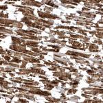 C1orf177 Polyclonal Antibody