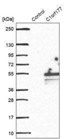 C1orf177 Antibody in Western Blot (WB)
