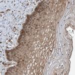 UBTD2 Antibody in Immunohistochemistry (Paraffin) (IHC (P))