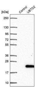 UBTD2 Antibody in Western Blot (WB)