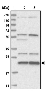 MED28 Antibody in Western Blot (WB)