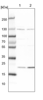 MED28 Antibody in Western Blot (WB)