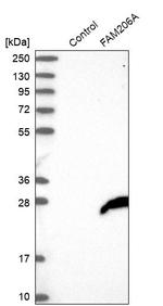 FAM206A Antibody in Western Blot (WB)