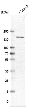 PEPP2 Antibody in Western Blot (WB)