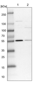 PLRG1 Antibody in Western Blot (WB)