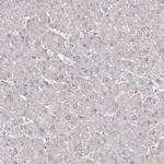 ZSWIM6 Antibody in Immunohistochemistry (Paraffin) (IHC (P))