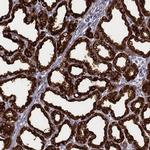 CSN3 (CASK) Antibody in Immunohistochemistry (IHC)