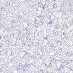 CSN3 (CASK) Antibody in Immunohistochemistry (IHC)