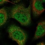 ZNF488 Polyclonal Antibody