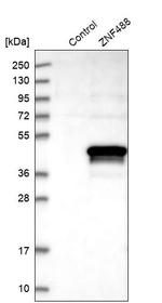 ZNF488 Antibody in Western Blot (WB)