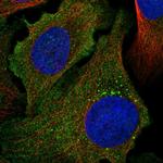 PCDHA1 Polyclonal Antibody