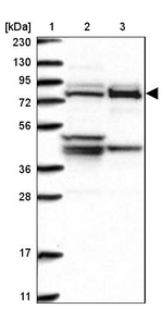 MUT Antibody in Western Blot (WB)