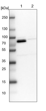 MUT Antibody in Western Blot (WB)