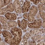 FEZ2 Antibody in Immunohistochemistry (Paraffin) (IHC (P))