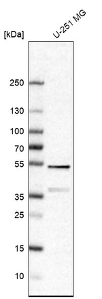 FEZ2 Antibody in Western Blot (WB)