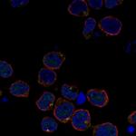 RGL4 Polyclonal Antibody