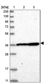 DNAJB14 Antibody in Western Blot (WB)